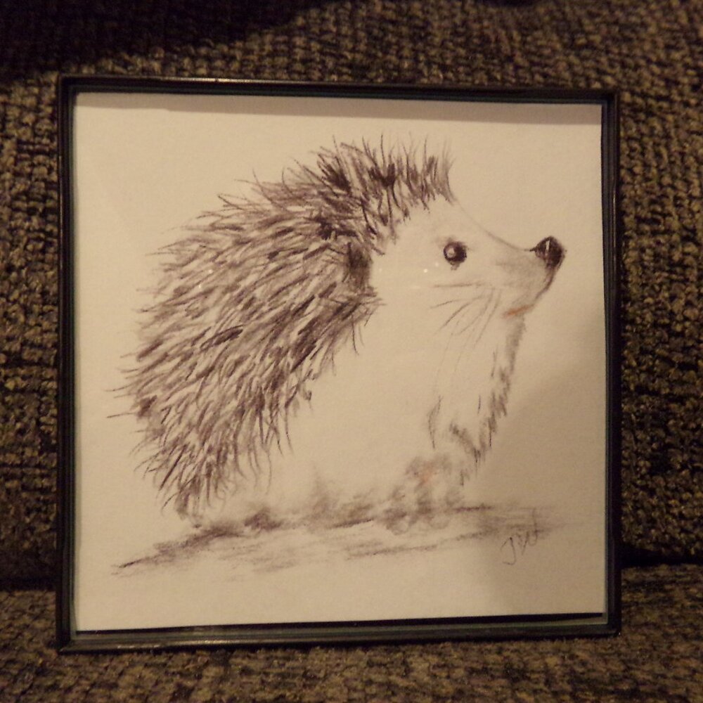 New Hedgehog Pet Picture Pencil Drawing 4x4
